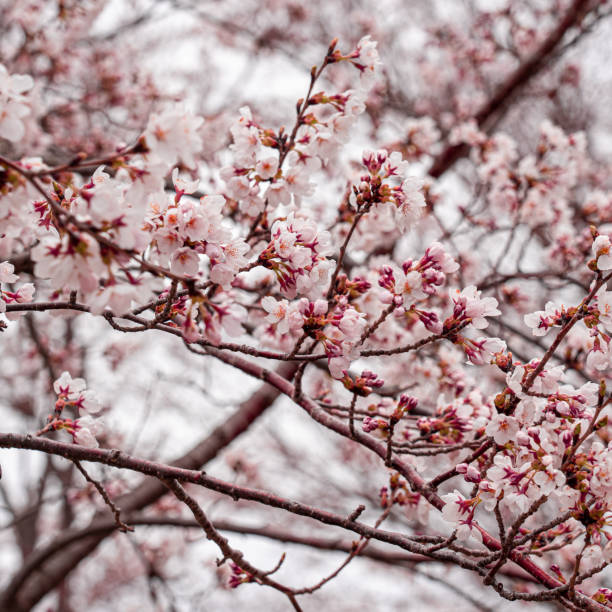 istock Cherry blossom blooming in japan 1180538504