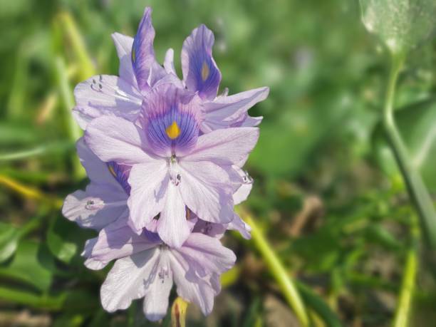 istock Water hyacinth flower 1180538766