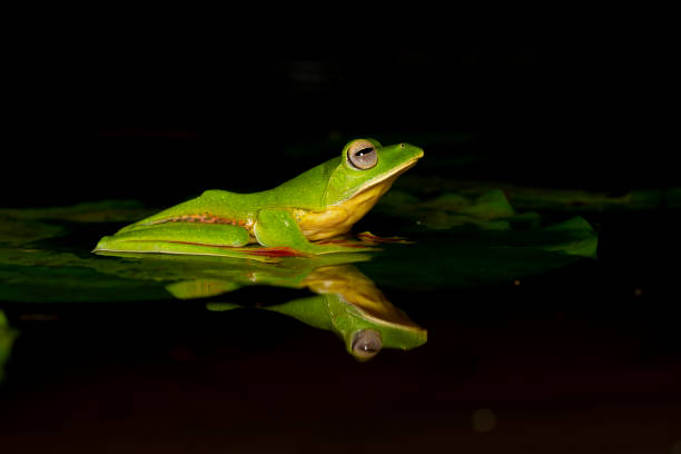 istock Malabar Gliding Frog seen at Amboli,Maharashtra,India 1180540510