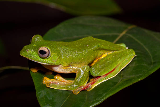 istock Malabar Gliding Frog seen at Amboli,Maharashtra,India 1180540656