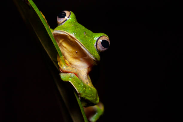 istock Malabar Gliding Frog seen at Amboli,Maharashtra,India 1180540704