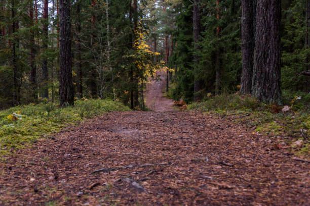 istock Path in a Northern European Forest in Autumn 1180542261