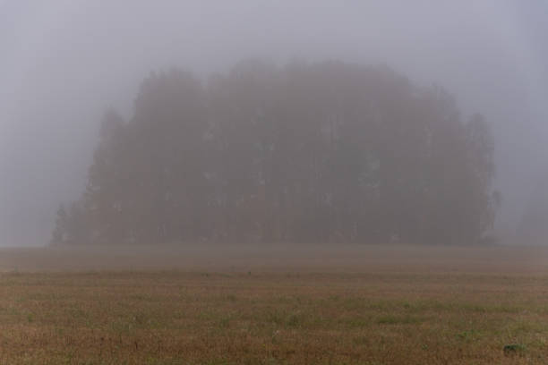 istock Giant Tree in a Field on a Foggy Morning 1180542342