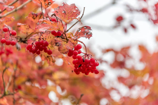 istock Red Berries and Red Leaves in Autumn 1180543236