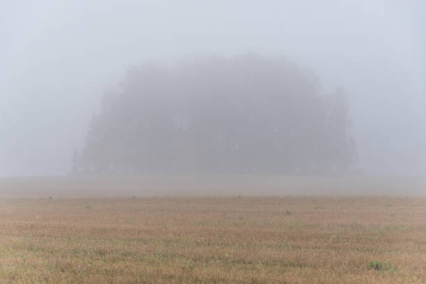 istock Giant Tree in a Field on a Foggy Morning 1180543401