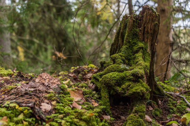 istock Ancient Wet Tree Stump Covered with Green Moss in a Northern European Forest 1180543445