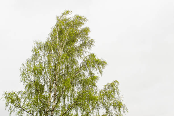 istock Birch tree with juicy green leaves on white background. 1180543465