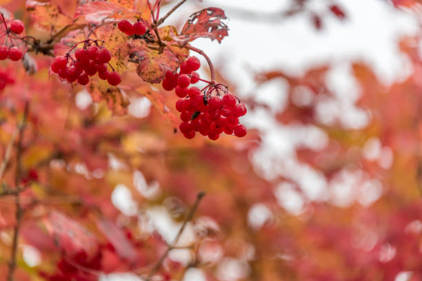 istock Red Berries and Red Leaves in Autumn 1180544081