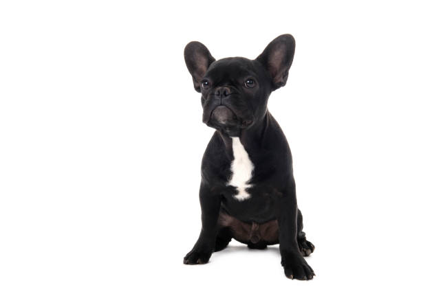 istock French bulldog puppy on white background 1180544274