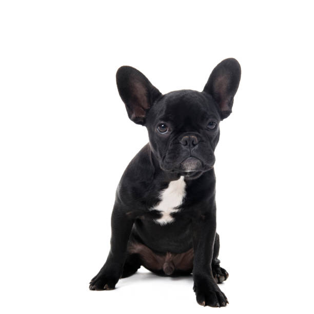 istock French bulldog puppy on white background 1180544275
