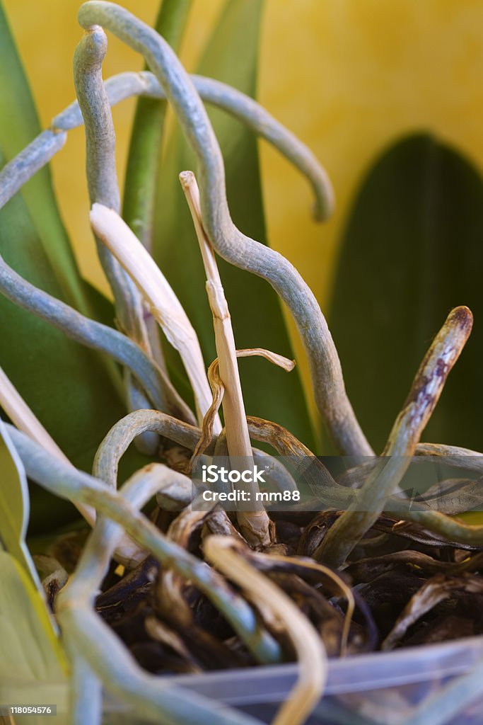 orchid roots  Brown Stock Photo