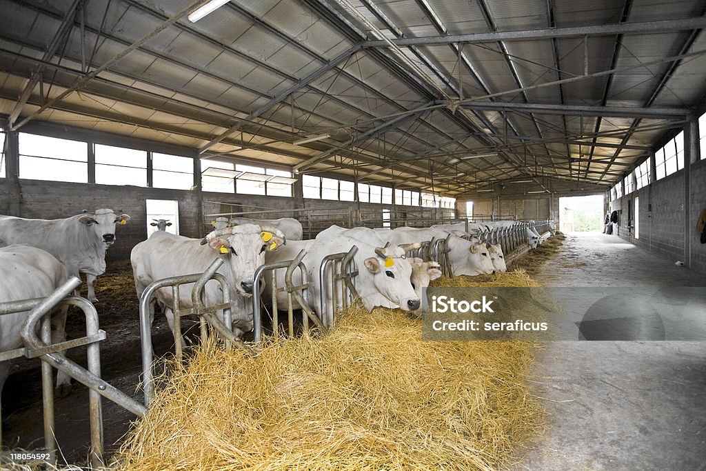 Cow farm  Agriculture Stock Photo