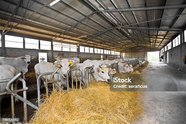 Cow Farm Stock Photo - Download Image Now - Agriculture, Animal, Animal Body Part