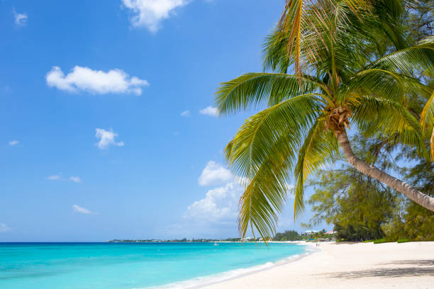 Tropical Beach Tropical Beach saint martin caribbean stock pictures, royalty-free photos & images