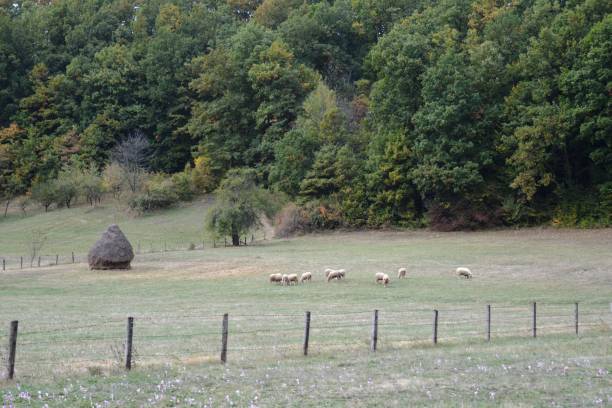 istock sheep and hay in the meadow 1180551449