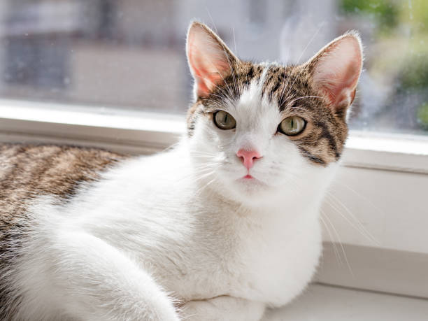 istock Beautiful home cat lying on the window sill, place for text, sunshine rays 1180551520