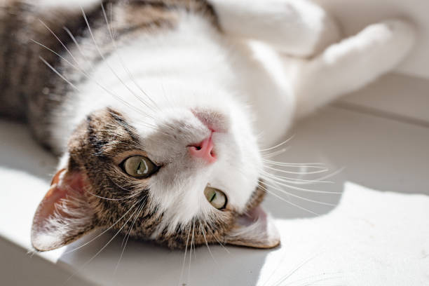 istock Beautiful home cat lying on the window sill, place for text, sunshine rays 1180551537