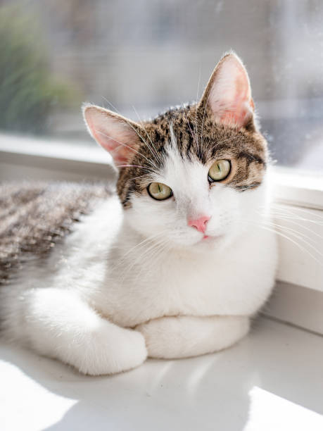 istock Beautiful home cat lying on the window sill, place for text, sunshine rays 1180551545