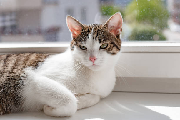 istock Beautiful home cat lying on the window sill, place for text, sunshine rays 1180551590