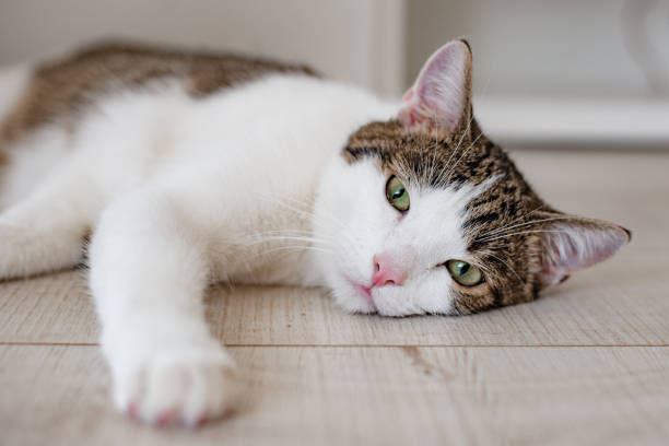istock Beautiful home cat lying on the floor, place for text, one paw pulled forward 1180551620