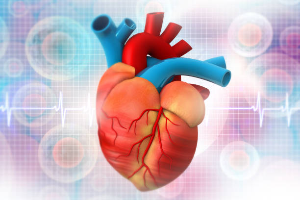istock Human heart anatomy 1180551986