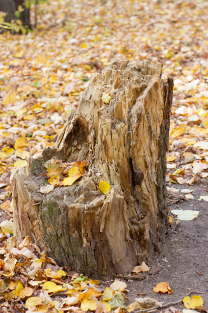 istock Close up yellow fallen autumn maple leaf on an old brown rotten tree stump, landscape. 1180552900