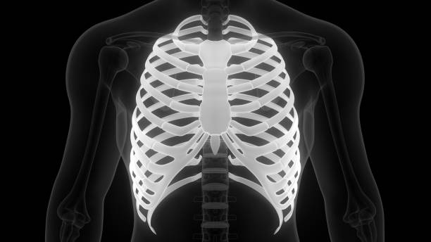 istock Human Skeleton Rib Cage Anatomy X-ray 1180552966