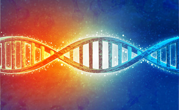 科学の背景にあるdna鎖 - genetic information ストックフォトと画像