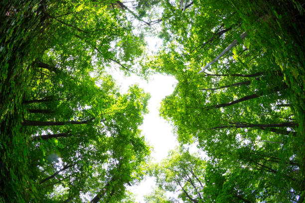 istock View on top of trees 1180555694