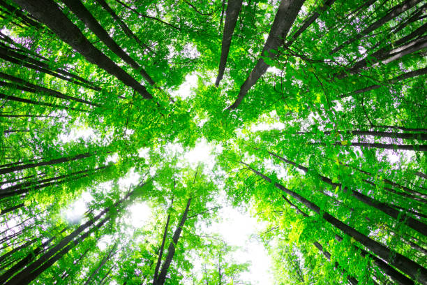istock View on top of trees 1180556271