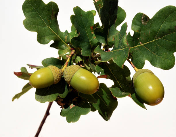 istock English oak, Quercus robur 1180556763