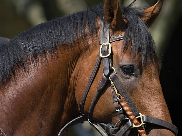 Cabeza de caballo - foto de stock