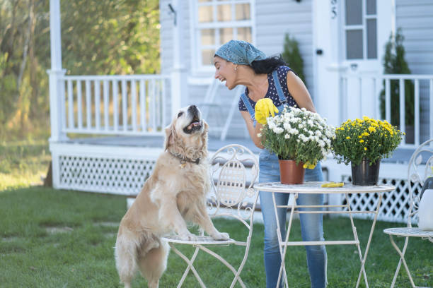 Woman gardening in back yard, having fun wth retriever