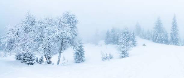 Free Stock Photo of Misty Forest with Snow-Coated Trees in Winter Scene ...