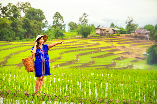 Pakhayo girl Walking on the rice terraces. Ban Pa Bong Piang Northern region in Mae Chaem District Chiangmai Province That has the most beautiful rice terraces in Thailand.