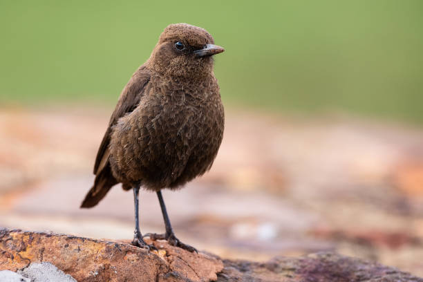istock Single Ant eating chat close-up standing on a brown rock 1180565911