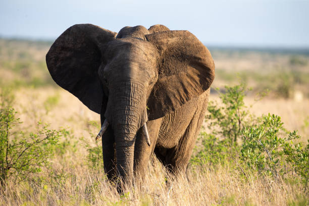 istock Lone huge elephant bull walking through the bush in nature 1180565913
