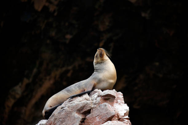 istock South American Sea Lion 1180566963