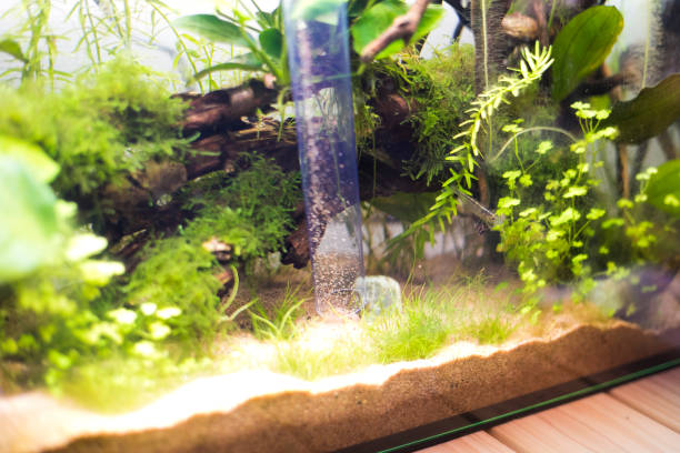 istock Cleaning of aquarium 1180567007