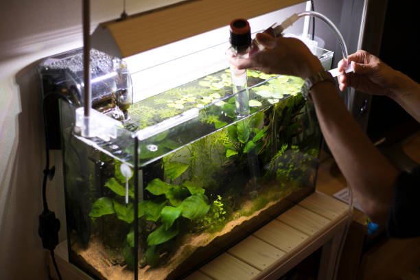 istock Cleaning of aquarium 1180567009
