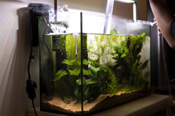 istock Cleaning of aquarium 1180567013
