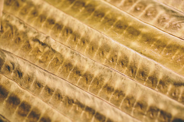 Brown leaf texture and background. Macro view of dry leaf texture. Organic and natural pattern. Abstract texture and background for designers. Dry leaves background. Close up of brown leaf texture.
