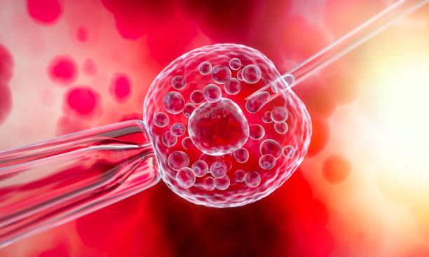 istock Insemination of human egg cell 1180568400