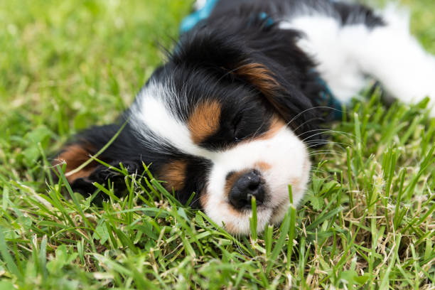 istock Cavalierking puppy charles spaniel 1180568419
