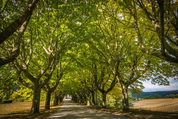 istock Road on the tree-lined avenue in Umbria, Italy 1180569053