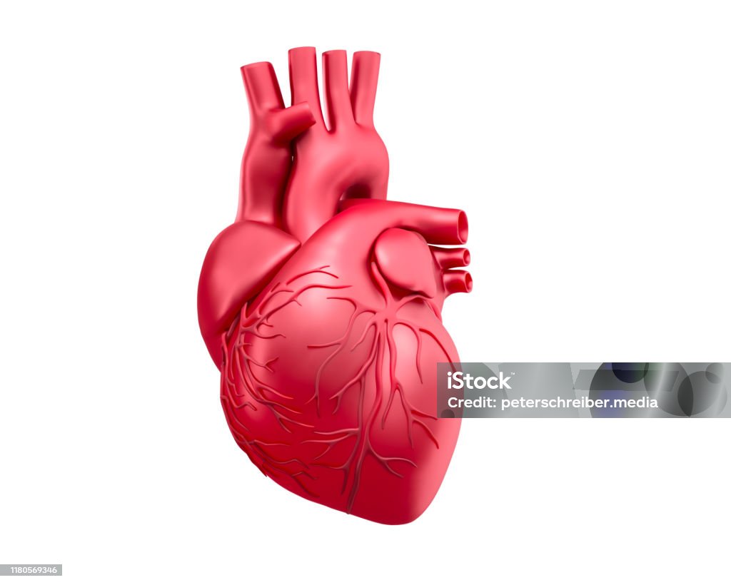 Illustration of Human Heart medical 3D rendering of a red human heart isolated on white background Heart - Internal Organ Stock Photo