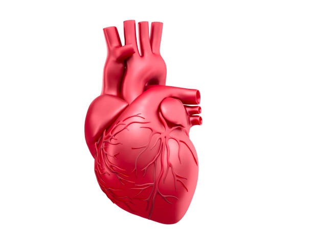 Illustration of Human Heart medical 3D rendering of a red human heart isolated on white background heart internal organ stock pictures, royalty-free photos & images