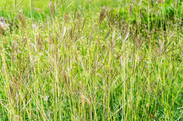 istock The small flowers bloom 1180569475