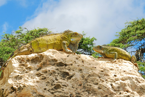 Curaçao: two green iguana sitting face to face on top of a limstone rock , in the background\ntree top of the Indju Tree ( Prosopis juliflora)