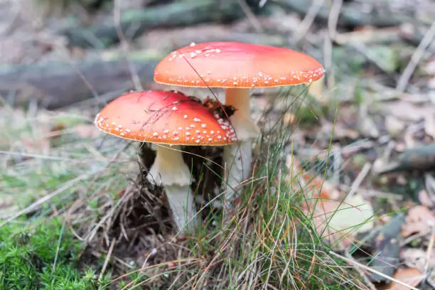 fly agaric pair in the forest